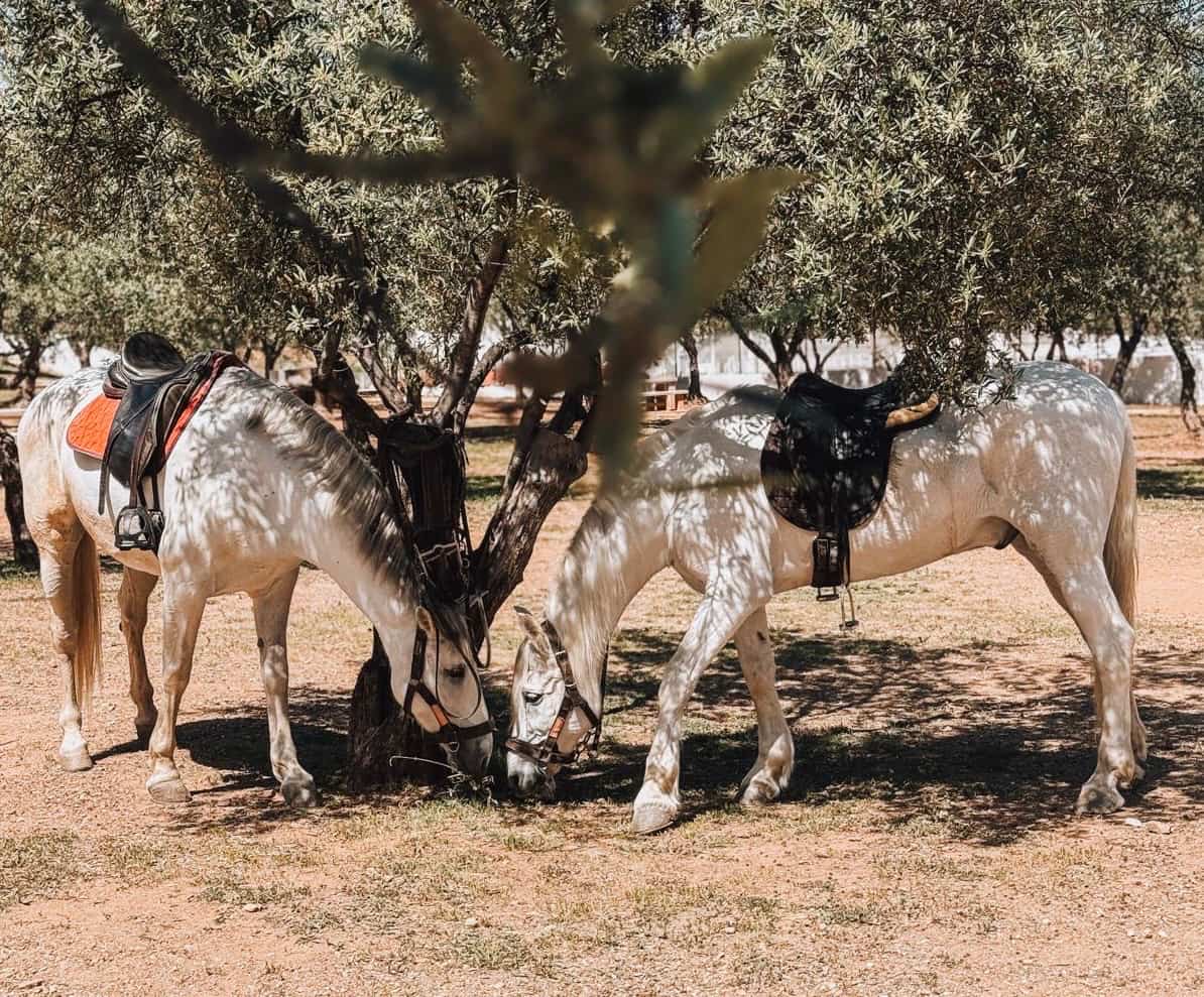 Caballos en paisaje de montaña